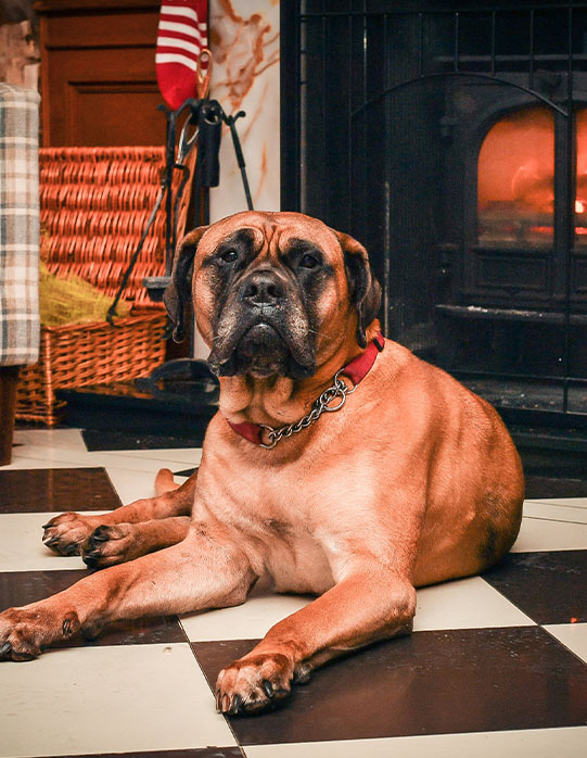Dog