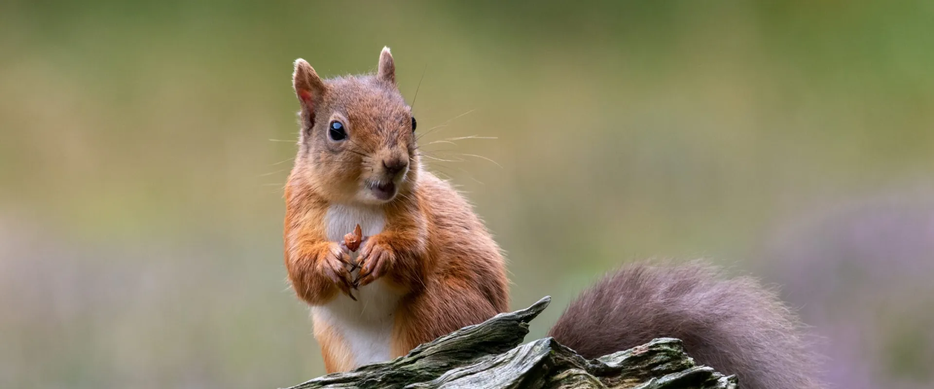 Red Squirrels